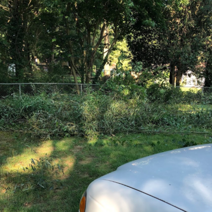 Bamboo Removal Service Newnan, GA