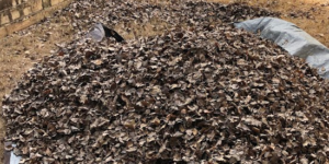 Leaf Blowing & Removal Newnan, GA