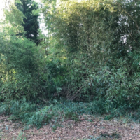 Before Photos