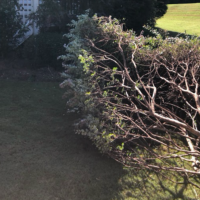 bush-trimming-cutting-removal-newnan-ga