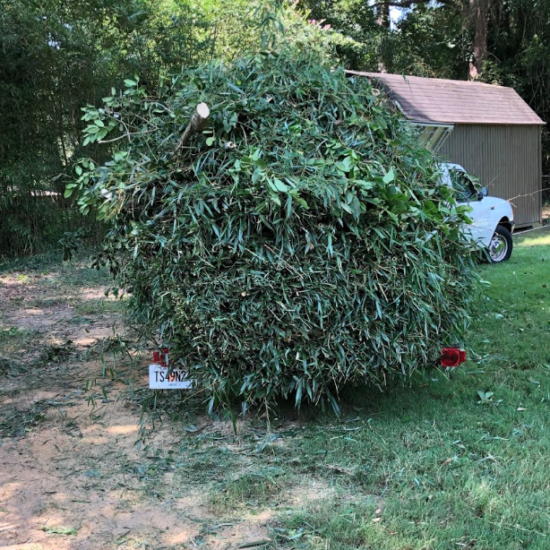 affordable-bamboo-removal-service-newnan-ga