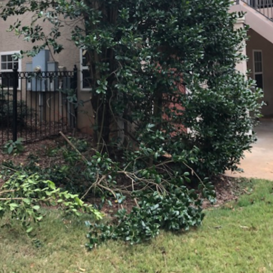 local-bush-trimming-service-tyrone-newnan-ga