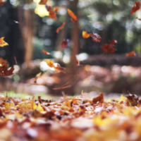 how-to-clean-up-leaves-fall-leaf-removal-newnan-ga