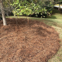 pine-straw-laying-installation-service-newnan-ga